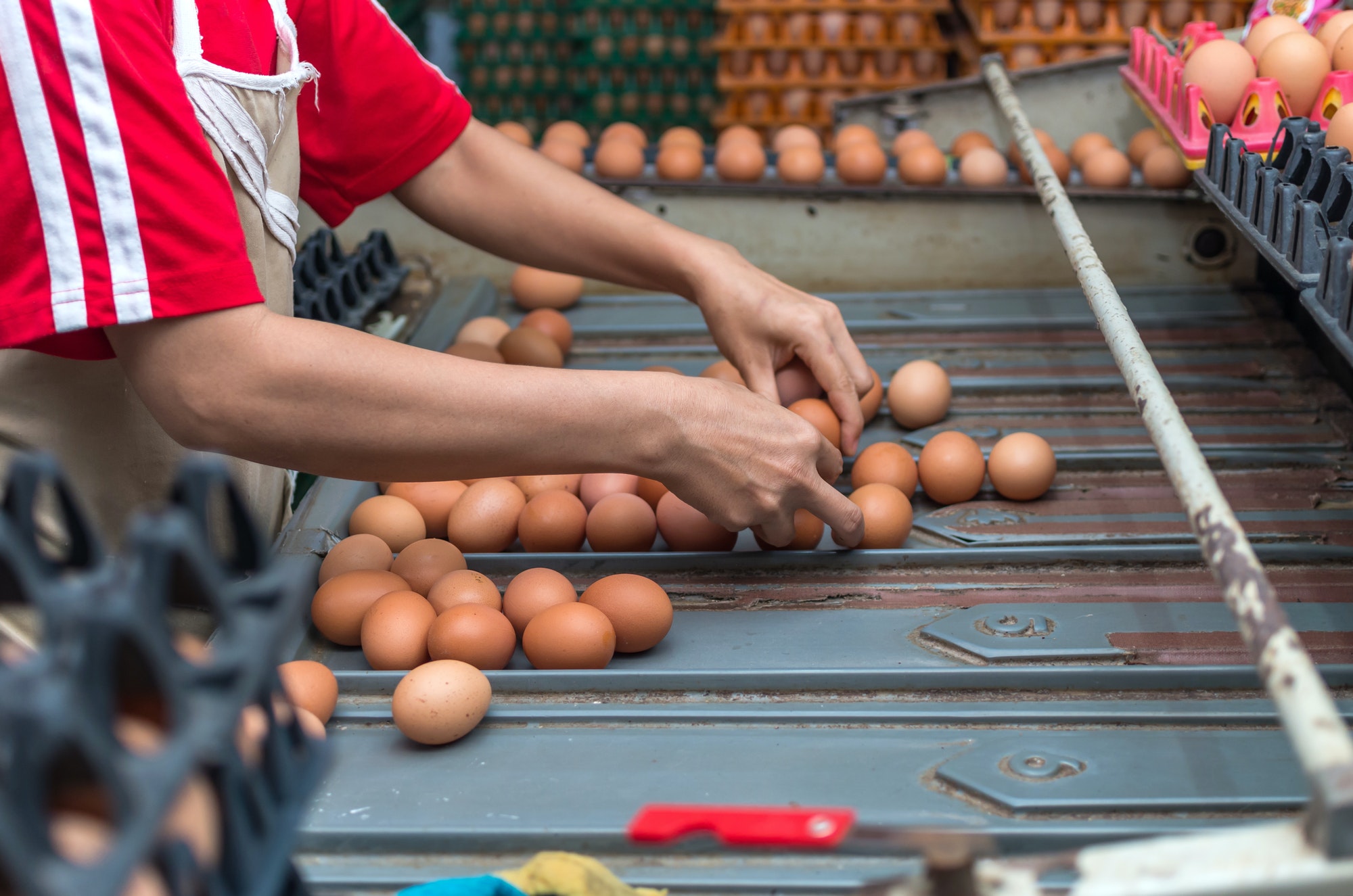 Neftaly  Online National Certificate in  Animal  Production 48976